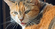 Suki joined the competition — help win amazing prizes! cat, calico, feline, pet, window, sunlight, indoor, resting, fur, whiskers, armrest, texture, orange, white, gray, animal, cute, portrait, closeup, eyes