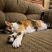 Suki is registered to the contest to win money with this photo: cat, sleeping, couch, brown, indoor, pet, feline, relaxed, cozy, fur, striped, tabby, white, paw, home, furniture, window_blinds, resting, domestic_animal, comfort