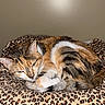Suki is registered to the contest to win money with this photo: cat, calico, animal, pet, sleeping, resting, fur, leopard_print, blanket, pattern, indoor, cozy, cute, tabby, mammal, whiskers, ears, tail, relaxing, domestic