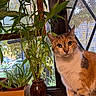 Suki is registered to the contest to win money with this photo: cat, calico_cat, plant, potted_plant, window, windowsill, greenery, indoor, leaf, nature, pet, animal, curious, orange, white, black, feline, domestic_cat, houseplant, cozy