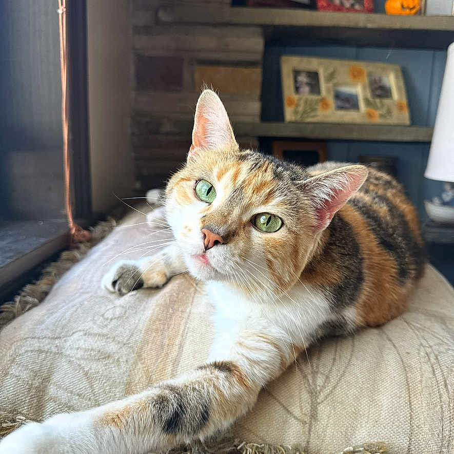 Suki