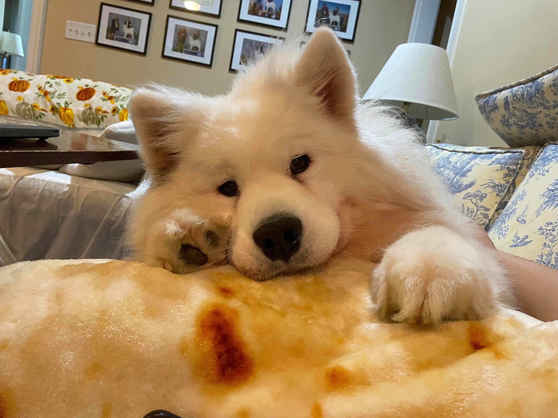 Freya is registered to the contest to win money with this photo: dog, fluffy, white, paw, blanket, couch, living_room, home, pet, resting, cozy, fur, animal, portrait, cute, indoor, comfort, relaxed, closeup, domestic