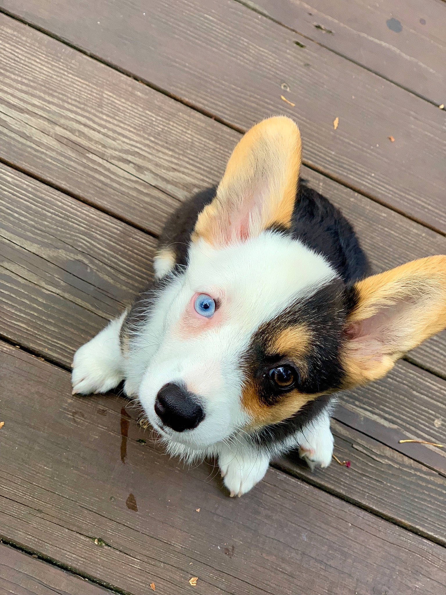 Jolie joined the competition — help win amazing prizes! canidae, cardigan_welsh_corgi, carnivore, corgi_chihuahua, dog, dog_breed, ear, eye, fawn, mammal, nose, paw, pembroke_welsh_corgi, puppy, puppy_love, snout, vertebrate, welsh_corgi, welsh_sheepdog, whiskers