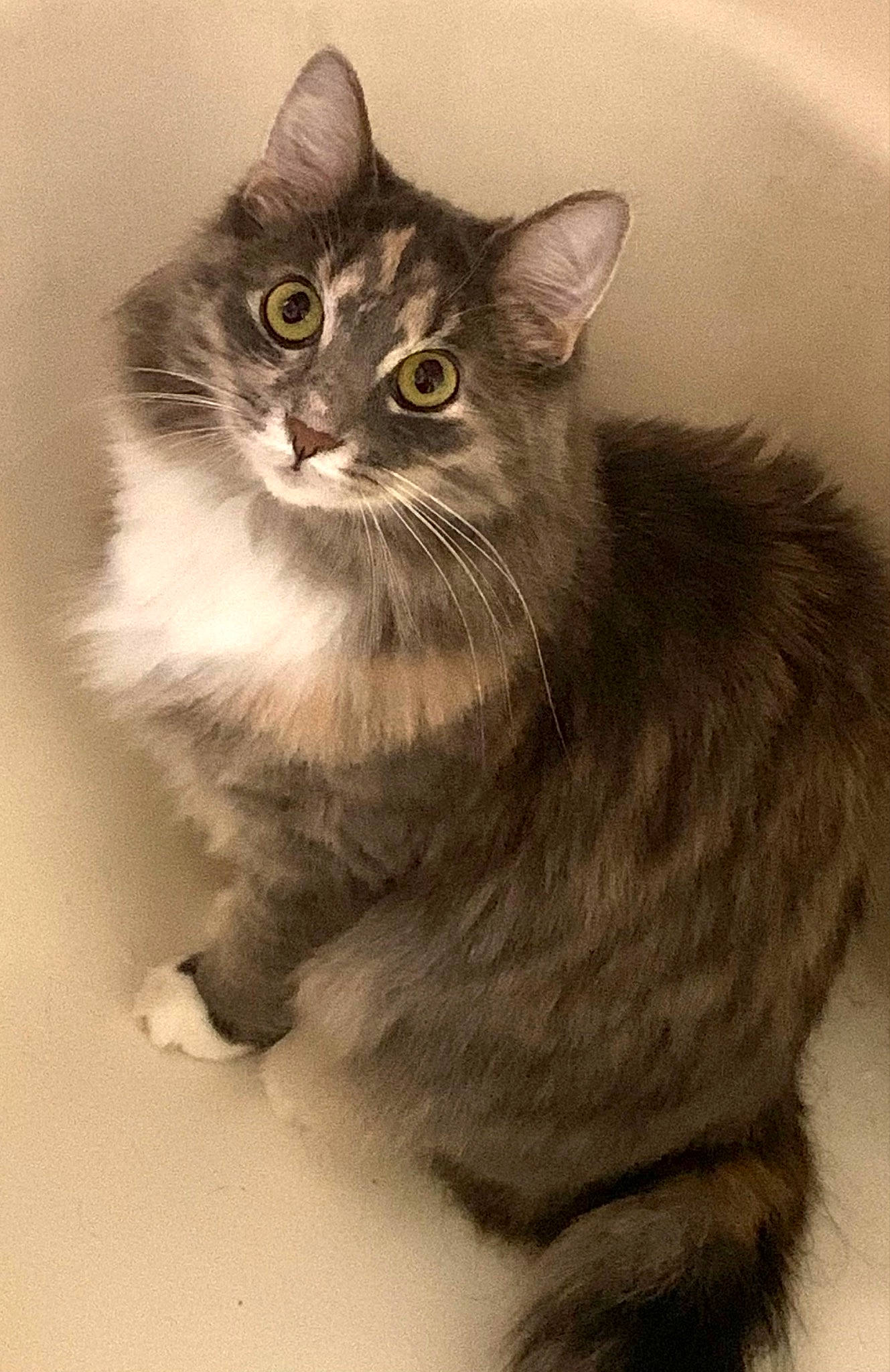 Avery is registered to the contest to win money with this photo: art, box, carnivore, cat, domestic_short_haired_cat, felidae, fur, grey, illustration, iris, monochrome_photography, paw, sitting, small_to_medium_sized_cats, snout, tail, terrestrial_animal, whiskers, window