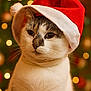 cat, santa_hat, christmas, holiday, festive, bokeh, white_fur, tabby, portrait, animal, pet, cute, indoors, celebration, winter, costume, whiskers, mammal, feline, soft_lighting