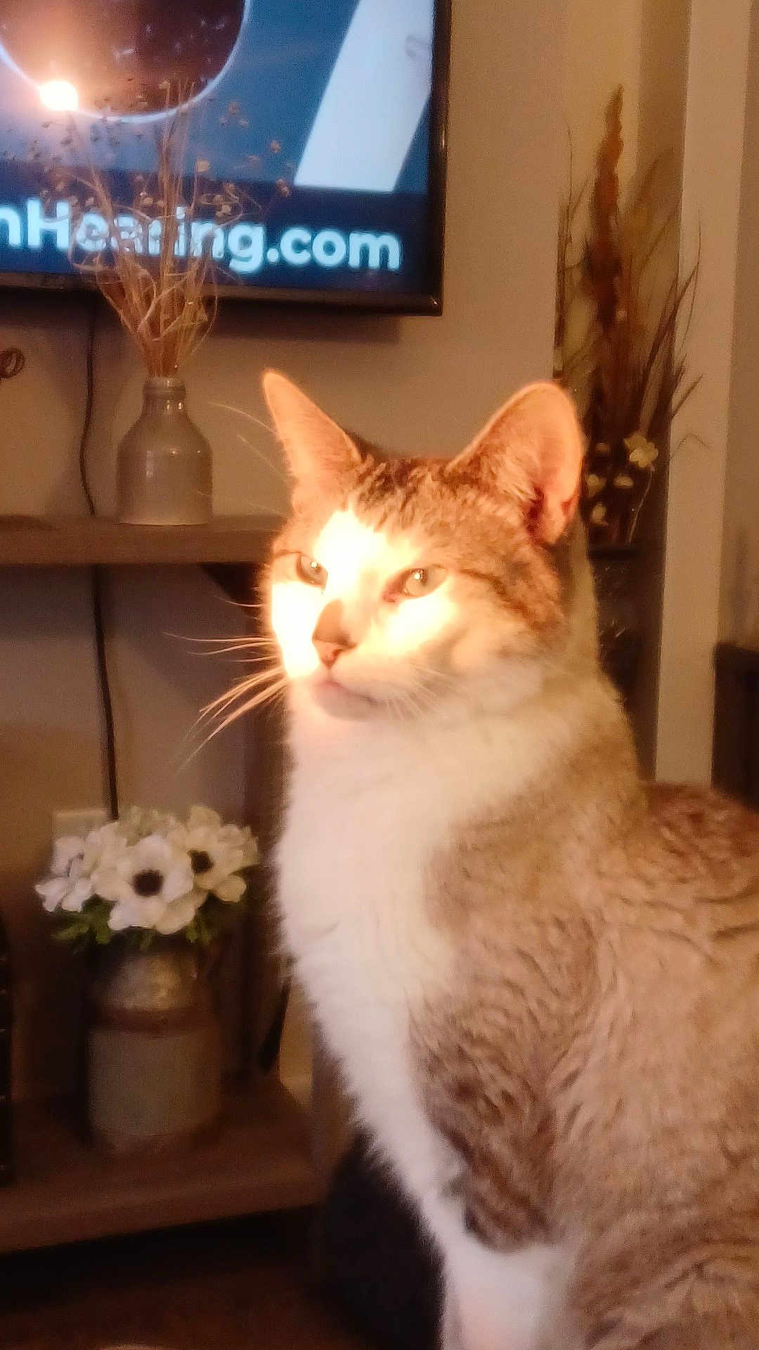 Blue is registered to the contest to win money with this photo: cat, indoor, sunlight, furniture, flower_vase, decor, pet, whiskers, fur, animal, living_room, table, plant, home, domestic_animal, relaxed, closeup, portrait, cute, mammal