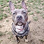Louna participe au concours pour gagner de l'argent avec cette photo : animal, attention, collar, companion, cute, dirt, dog, ears_up, grass, harness, looking_up, mud, nose, outdoor, park, paws, pet, pitbull, portrait, sitting