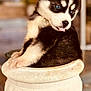puppy, husky, dog, blue_eyes, plant_pot, flower_pot, ceramic_pot, tongue_out, fur, paw, ear, muzzle, close_up, portrait, pet, fluffy, cute, sitting, bokeh, indoor