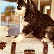 Yuna participe au concours pour gagner de l'argent avec cette photo : puppy, husky, dog, blue_eyes, fur, paw, trunk, suitcase, leather_strap, vintage_lock, portrait, side_profile, indoor, shallow_depth_of_field, cute, pet, young, domestic_animal, travel_prop, home_decor