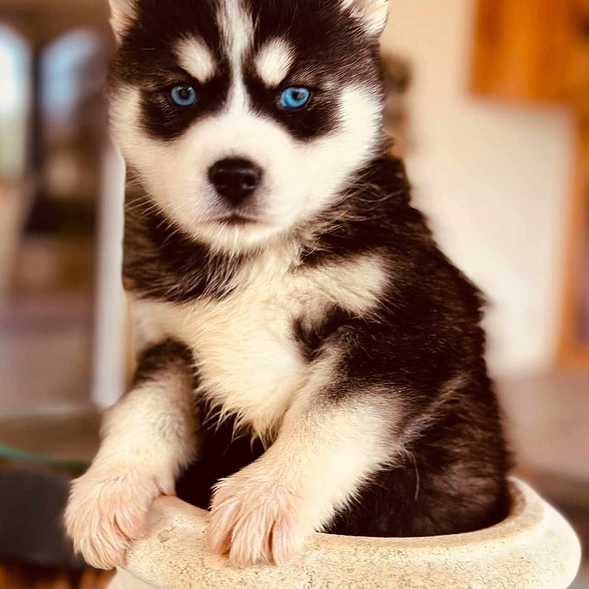 Yuna a rejoint le concours — aidez-le/la à gagner de superbes lots ! animal, black_and_white, blue_eyes, close_up, container, cute, eyes, fluffy, fur, husky, indoor, nose, paws, pet, portrait, pottery, puppy, shallow_depth_of_field, sitting, whiskers