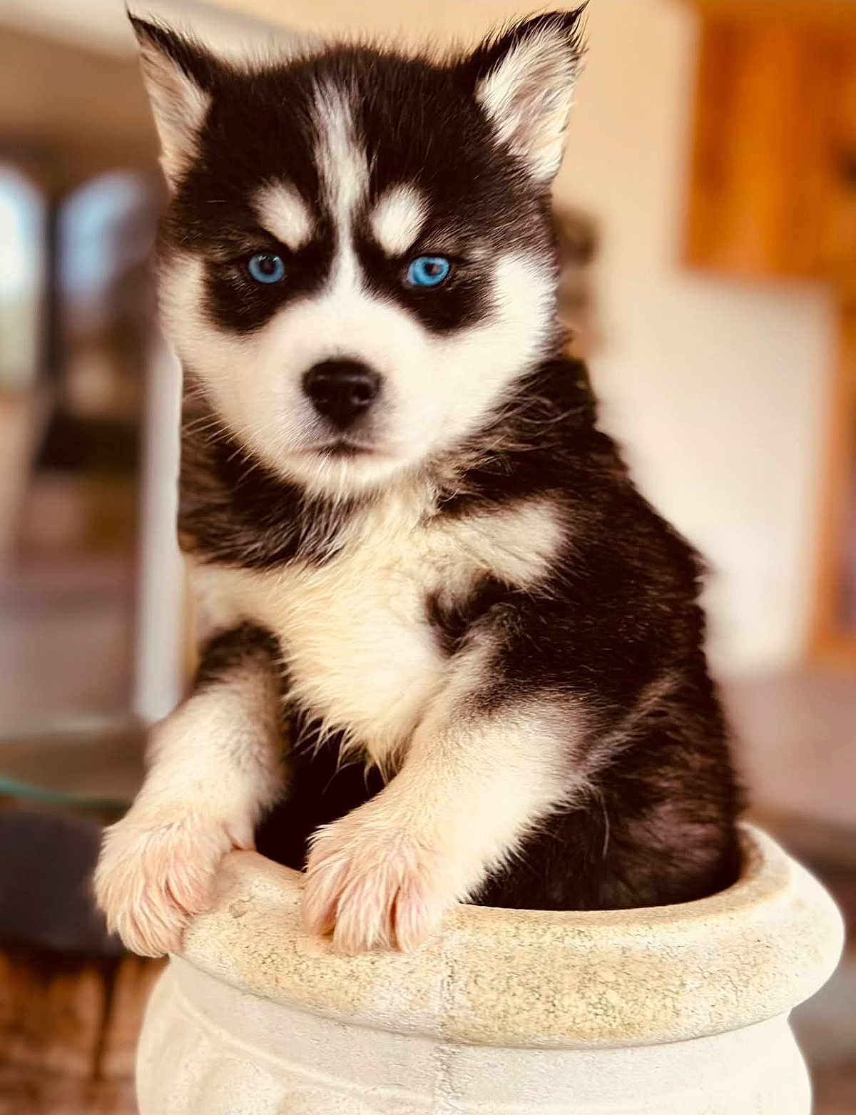 Yuna a rejoint le concours — aidez-le/la à gagner de superbes lots ! puppy, husky, blue_eyes, black_and_white, pet, animal, fur, portrait, close_up, paws, sitting, indoor, cute, fluffy, eyes, nose, whiskers, container, pottery, shallow_depth_of_field