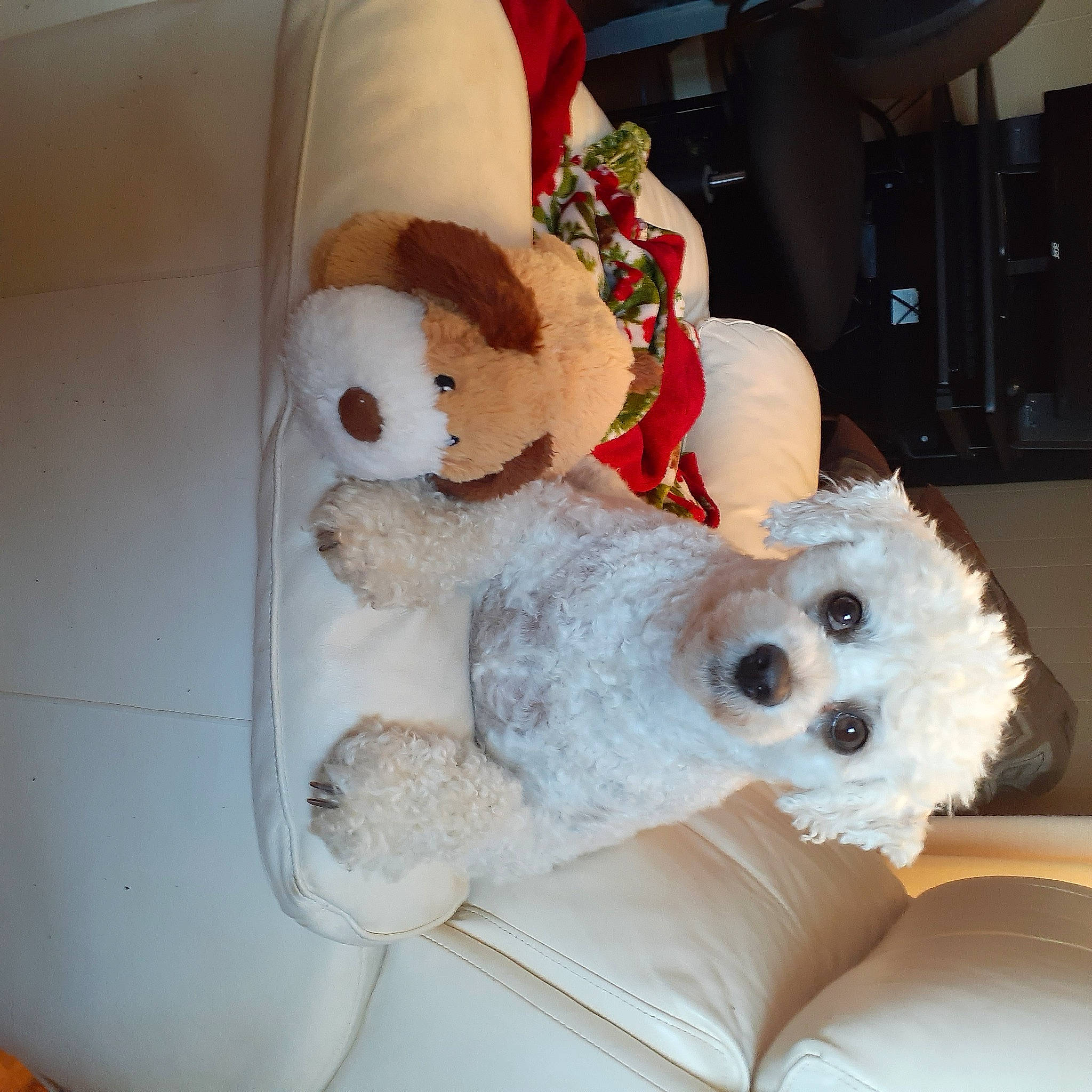 Misha is registered to the contest to win money with this photo: baby_toys, canidae, carnivore, comfort, companion_dog, dog_breed, eyewear, fur, non_sporting_group, plush, room, snout, sporting_group, stuffed_toy, teddy_bear, toy, toy_dog