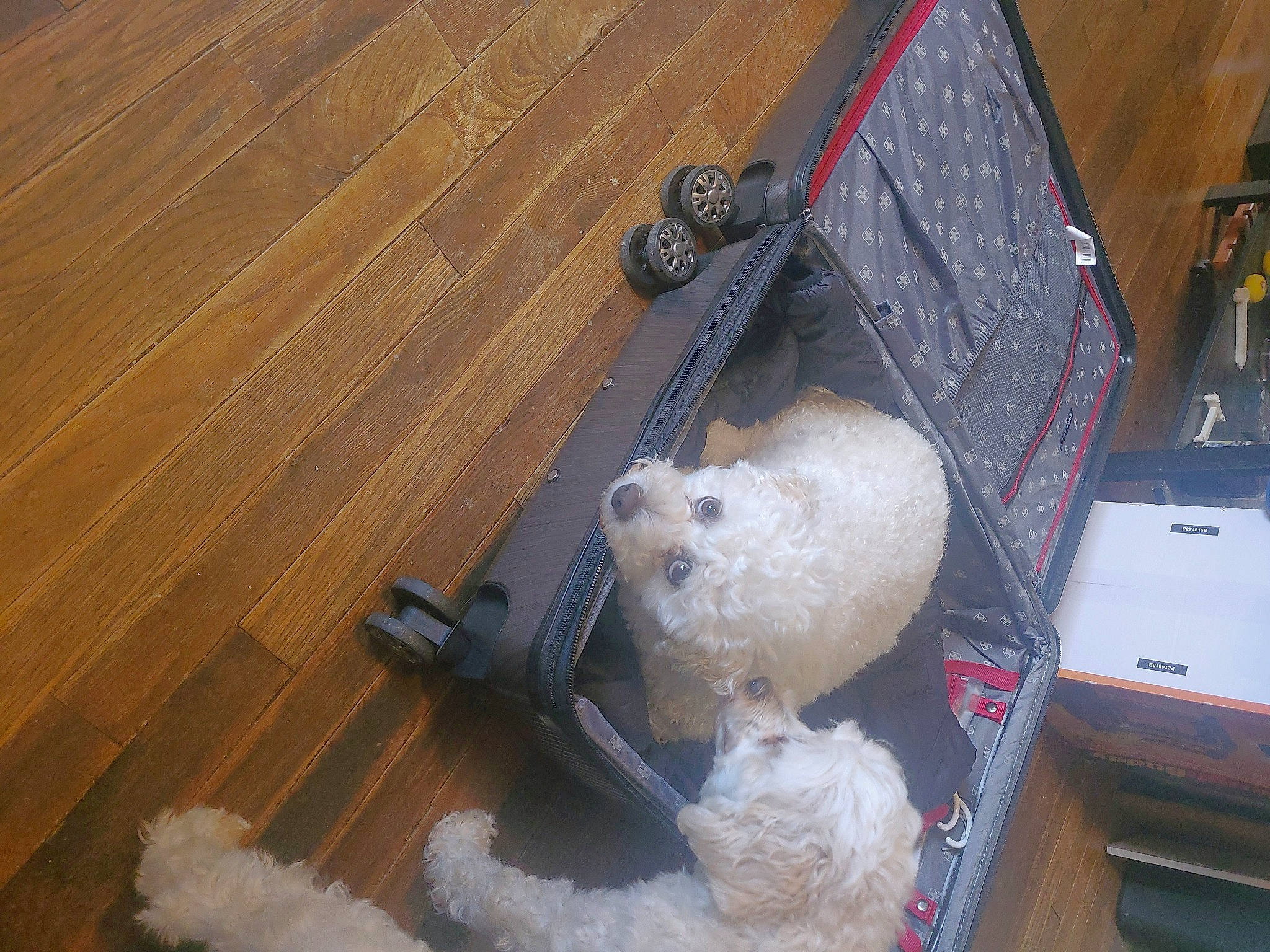 Misha is registered to the contest to win money with this photo: carnivore, companion_dog, dog_breed, fawn, flooring, fur, gas, hardwood, office_supplies, pattern, plank, plywood, snout, sporting_group, stuffed_toy, toy, toy_dog, varnish, wood, wood_stain