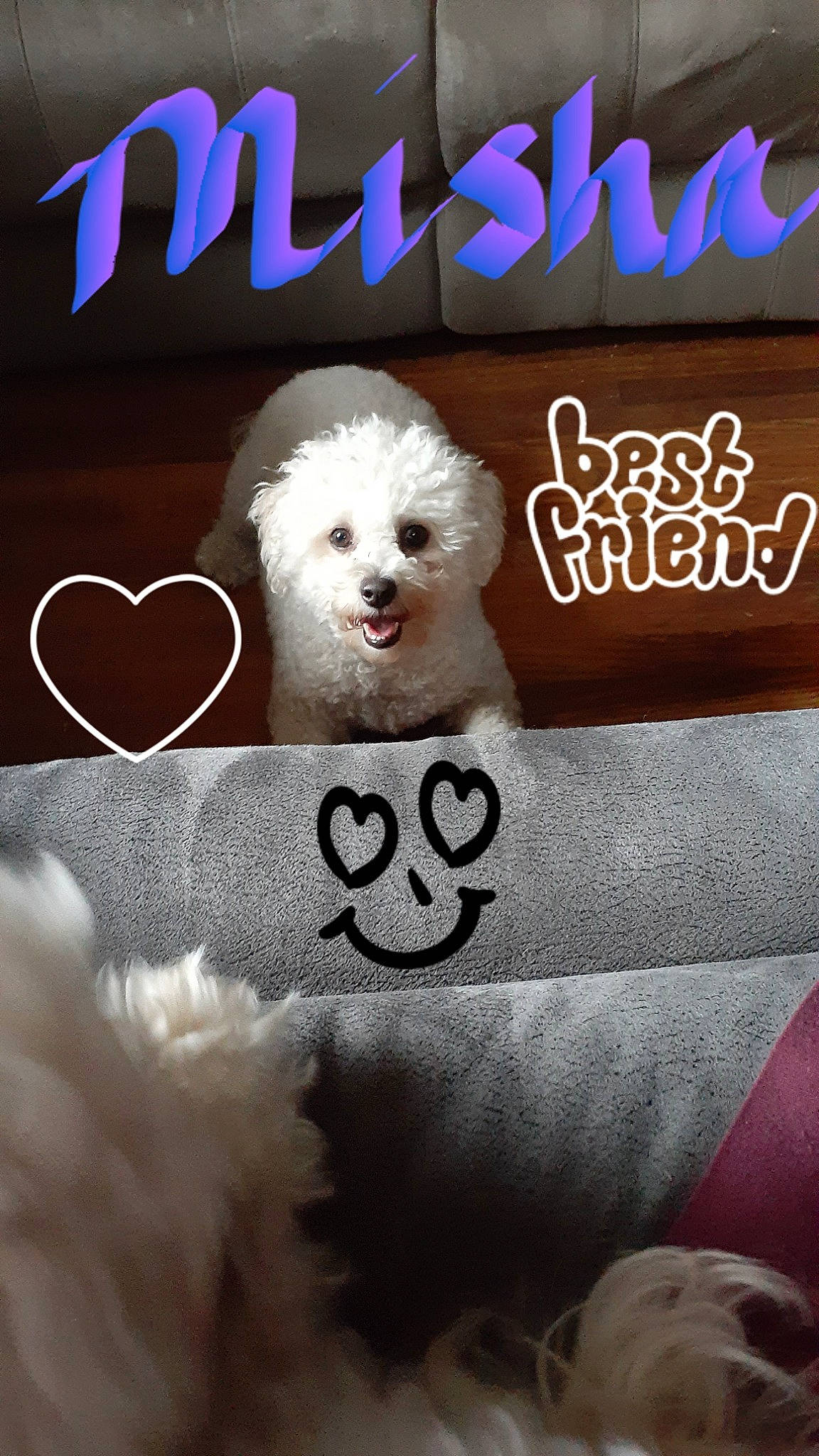 Misha joined the competition — help win amazing prizes! advertising, canidae, carnivore, companion_dog, dog, dog_breed, dog_supply, font, fur, happy, logo, non_sporting_group, photo_caption, poodle, sporting_group, toy_dog