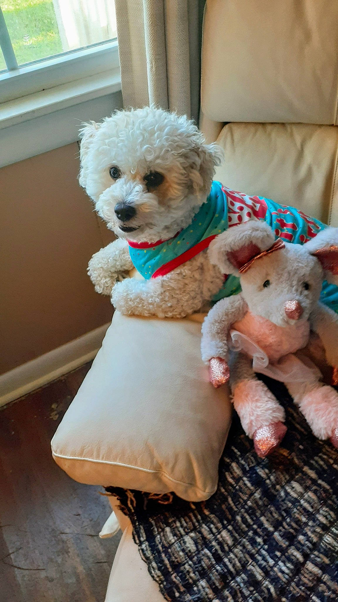 Misha joined the competition — help win amazing prizes! blue, canidae, carnivore, chair, companion_dog, couch, dog, dog_breed, dog_clothes, dog_collar, dog_supply, fawn, fur, glasses, pet_supply, sporting_group, stuffed_toy, sunglasses, toy_dog, window