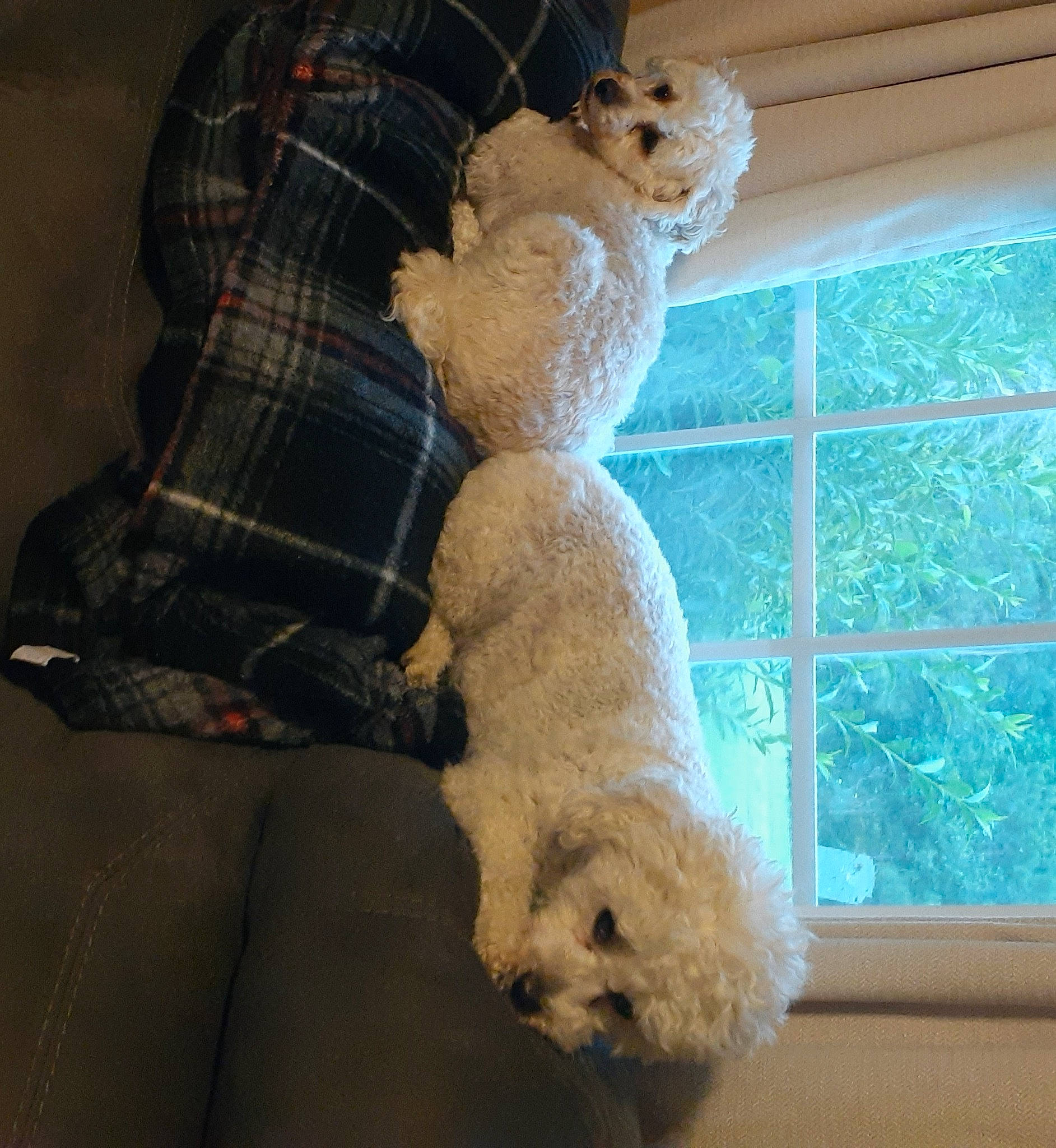 Micah is registered to the contest to win money with this photo: carnivore, chair, comfort, companion_dog, dog, fawn, felidae, fur, pattern, plush, poodle, room, snout, stuffed_toy, tail, tartan, teddy_bear, toy, toy_dog, window