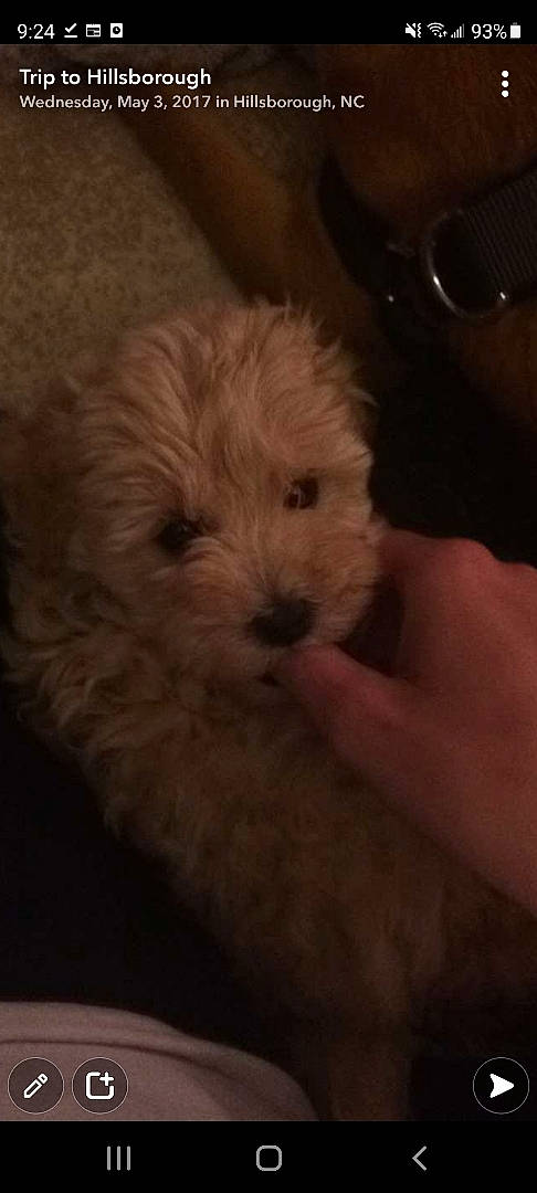 Micah joined the competition — help win amazing prizes! canidae, carnivore, cloud, companion_dog, dog, dog_breed, fur, hardwood, labradoodle, poodle_crossbreed, puppy, puppy_love, shih_poo, small_terrier, sporting_group, terrier, toy_dog, whiskers, wood, working_animal