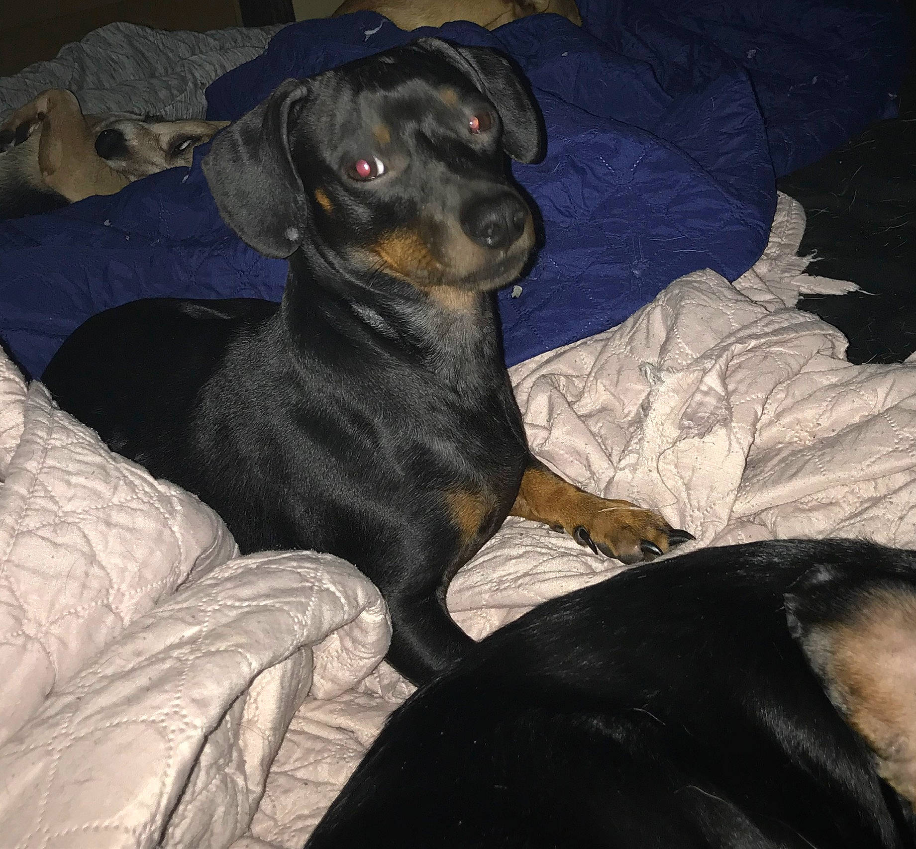 Jaxson is registered to the contest to win money with this photo: carnivore, comfort, companion_dog, dog, dog_breed, fur, guard_dog, hunting_dog, puppy, snout, sporting_group, toy_dog, whiskers, working_animal, working_dog