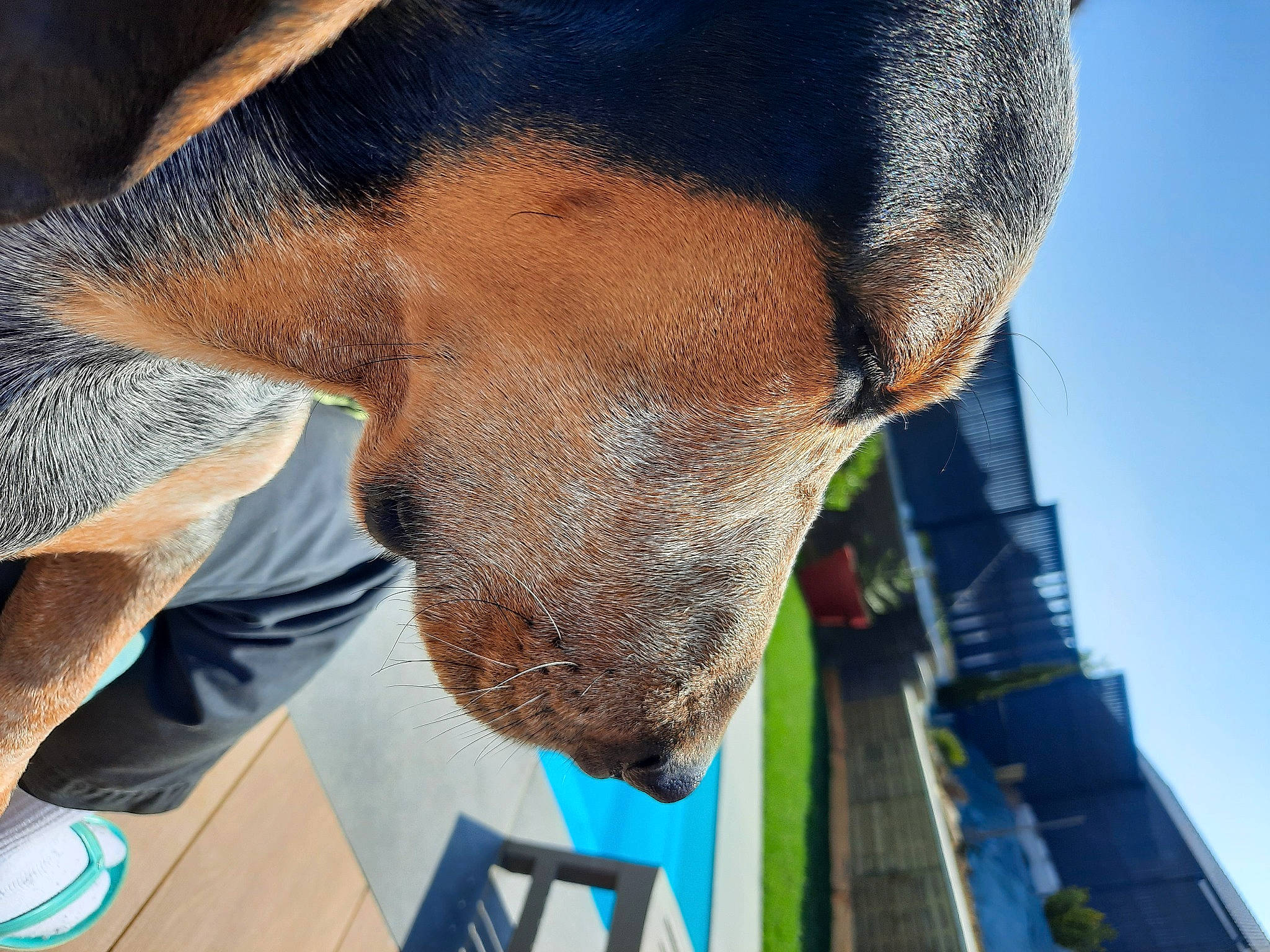 Ramses participe au concours pour gagner de l'argent avec cette photo : building, canidae, carnivore, collar, dog, dog_breed, dog_collar, dog_supply, electric_blue, fashion_accessory, fawn, guard_dog, jaw, liver, pet_supply, sky, snout, sporting_group, whiskers, working_animal