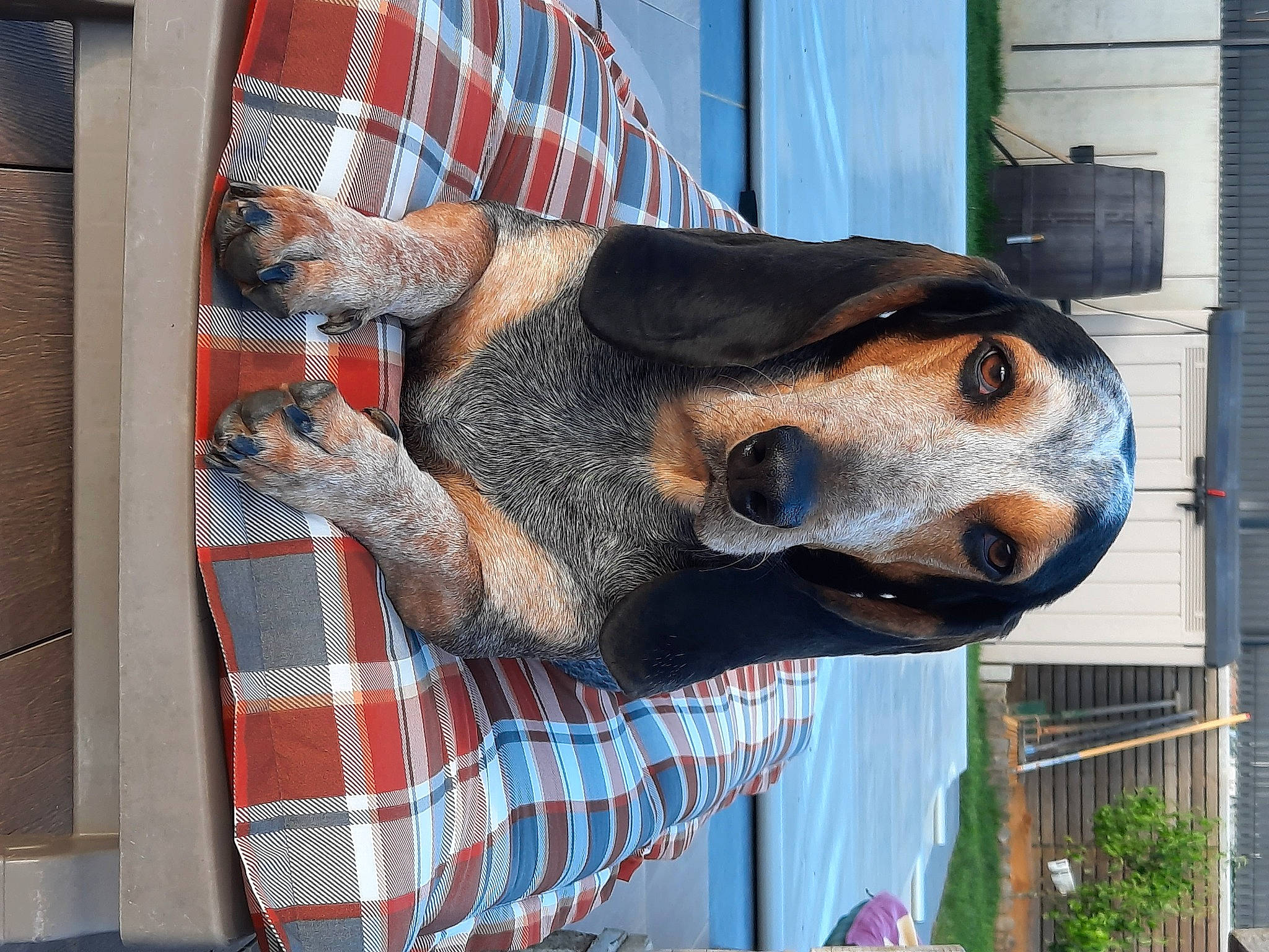 Ramses a rejoint le concours — aidez-le/la à gagner de superbes lots ! building, canidae, carnivore, collar, companion_dog, dog, dog_breed, dog_supply, fawn, fence, fur, pattern, pet_supply, plaid, plant, snout, sporting_group, tartan, window, working_animal