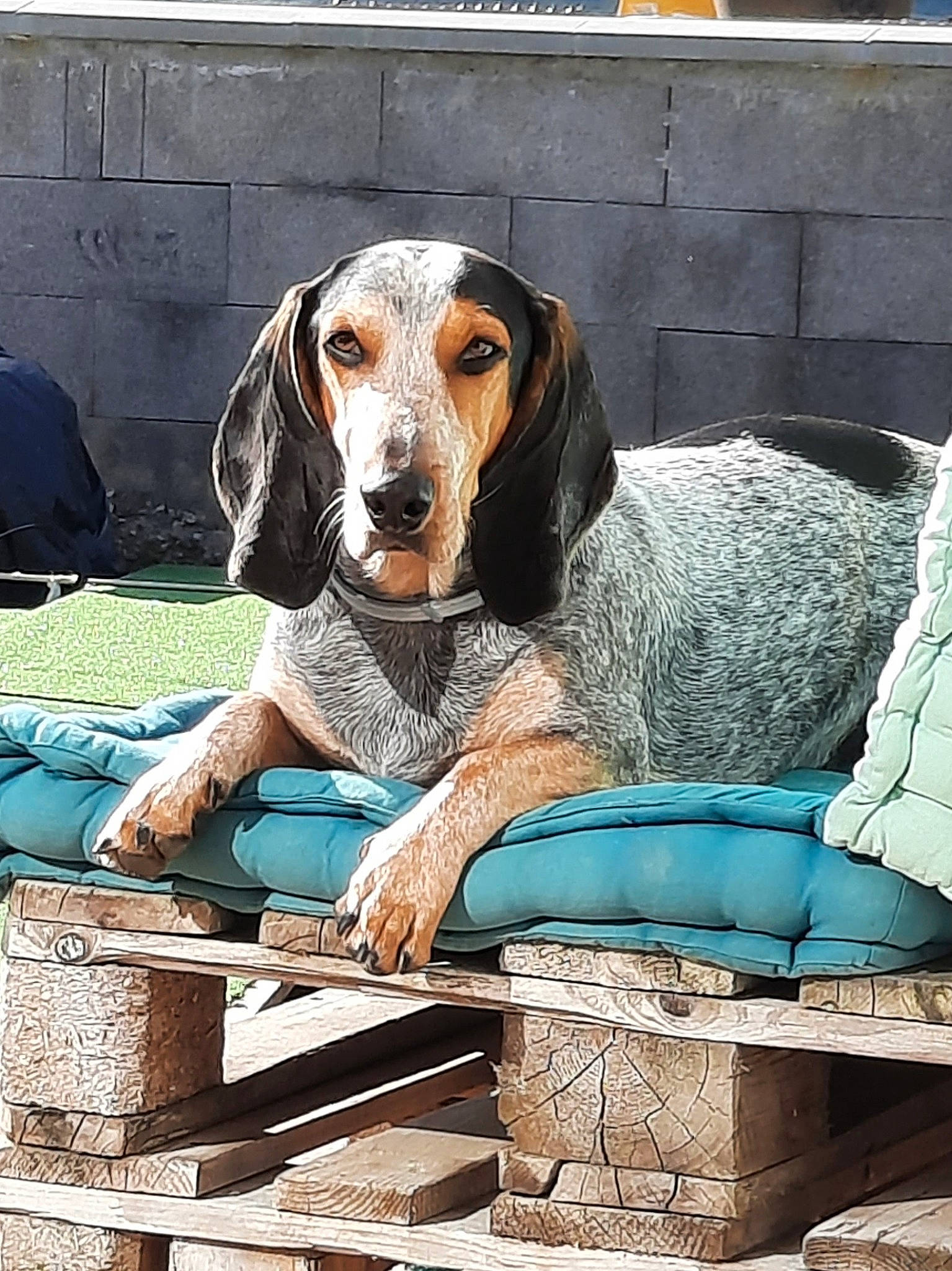 Ramses a rejoint le concours — aidez-le/la à gagner de superbes lots ! canidae, carnivore, comfort, companion_dog, dog, dog_breed, dog_supply, hound, hunting_dog, liver, sitting, snout, sporting_group, working_animal