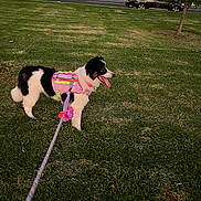 Gigi joined the competition — help win amazing prizes! dog, black_and_white_dog, pet, outdoor, grass, lawn, park, walking, leash, harness, pink_harness, colorful, flower, tongue_out, happy, standing, tree, car, road, construction