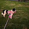 dog, black_and_white_dog, pet, outdoor, grass, lawn, park, walking, leash, harness, pink_harness, colorful, flower, tongue_out, happy, standing, tree, car, road, construction