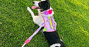Gigi joined the competition — help win amazing prizes! dog, border_collie, black_and_white, outdoor, grass, lawn, lying_down, sitting, tongue_out, happy, playful, harness, leash, collar, flower, colorful, pink, green, park, autumn_leaves