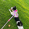 dog, border_collie, black_and_white, outdoor, grass, lawn, lying_down, sitting, tongue_out, happy, playful, harness, leash, collar, flower, colorful, pink, green, park, autumn_leaves