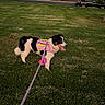 Gigi joined the competition — help win amazing prizes! dog, small_dog, black_and_white, pink_harness, leash, tongue_out, outdoor, grass, lawn, park, walking, pet, canine, fluffy_tail, animal, road, parked_car, construction, tree, daylight