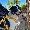 Gigi joined the competition — help win amazing prizes! dog, black_and_white, harness, yellow_harness, outdoor, portrait, happy, smiling, open_mouth, tongue, fur, animal, pet, tree, backyard, sunlight, blue_sky, fence, leash, sitting