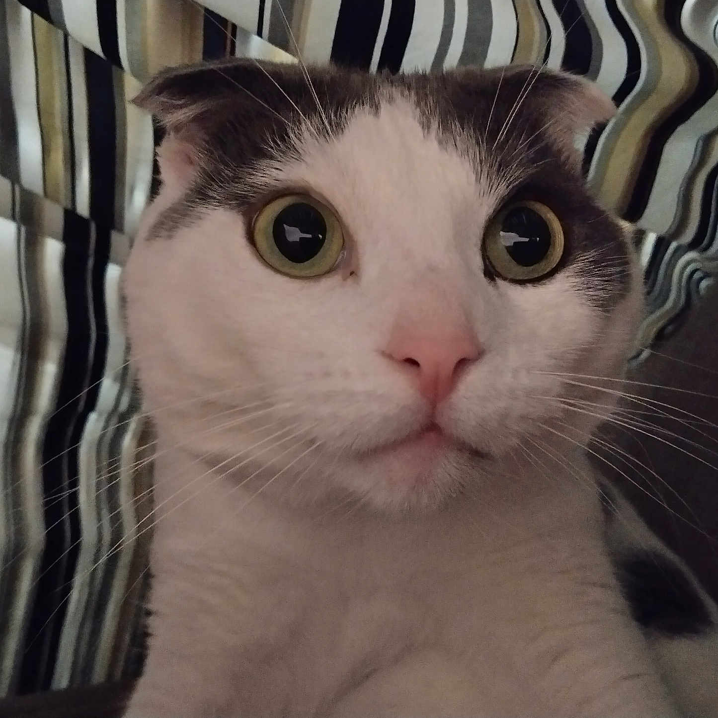 Chubbys joined the competition — help win amazing prizes! animal, cat, close_up, curious, cute, domestic_cat, fabric, face, feline, folded_ears, fur, gray_fur, indoor, pet, portrait, soft_light, striped_background, whiskers, white_fur, wide_eyes