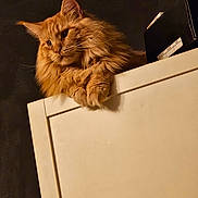 Tokyo a rejoint le concours — aidez-le/la à gagner de superbes lots ! cat, orange_cat, fluffy, feline, pet, indoor, cabinet, paws, relaxed, gazing, animal, fur, portrait, moody_lighting, domestic_cat, cute, whiskers, ears, resting, closeup