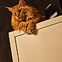 cat, orange_cat, fluffy, feline, pet, indoor, cabinet, paws, relaxed, gazing, animal, fur, portrait, moody_lighting, domestic_cat, cute, whiskers, ears, resting, closeup