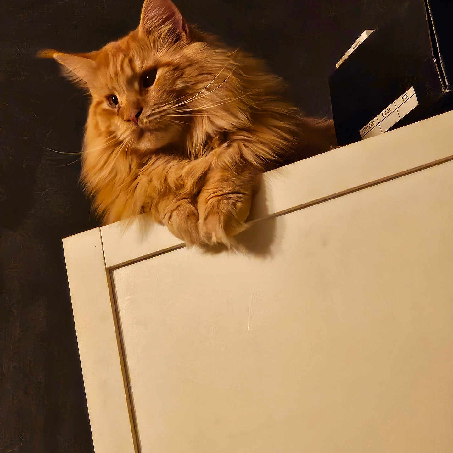 Tokyo a rejoint le concours — aidez-le/la à gagner de superbes lots ! animal, cabinet, cat, closeup, cute, domestic_cat, ears, feline, fluffy, fur, gazing, indoor, moody_lighting, orange_cat, paws, pet, portrait, relaxed, resting, whiskers