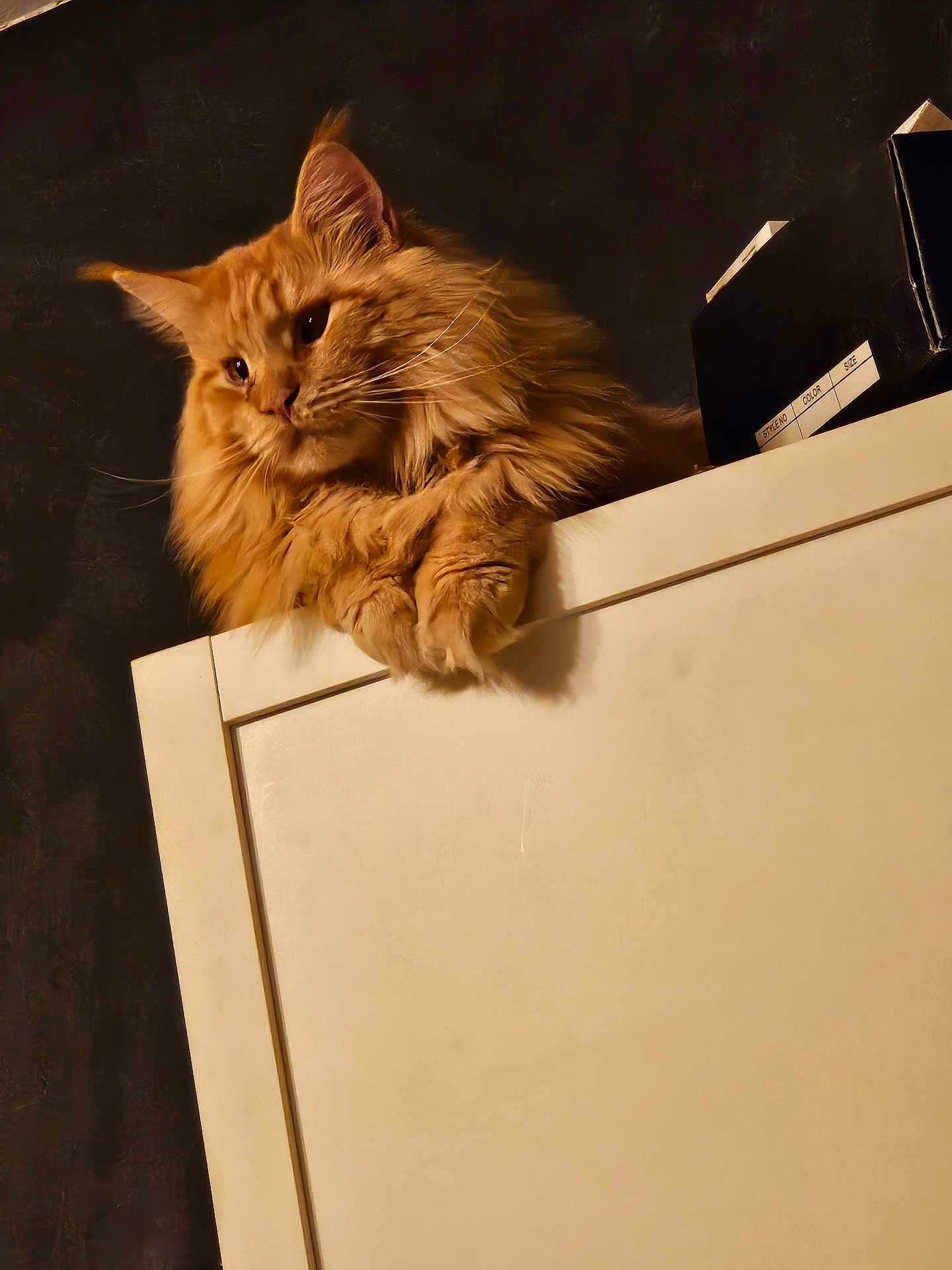 Tokyo a rejoint le concours — aidez-le/la à gagner de superbes lots ! cat, orange_cat, fluffy, feline, pet, indoor, cabinet, paws, relaxed, gazing, animal, fur, portrait, moody_lighting, domestic_cat, cute, whiskers, ears, resting, closeup