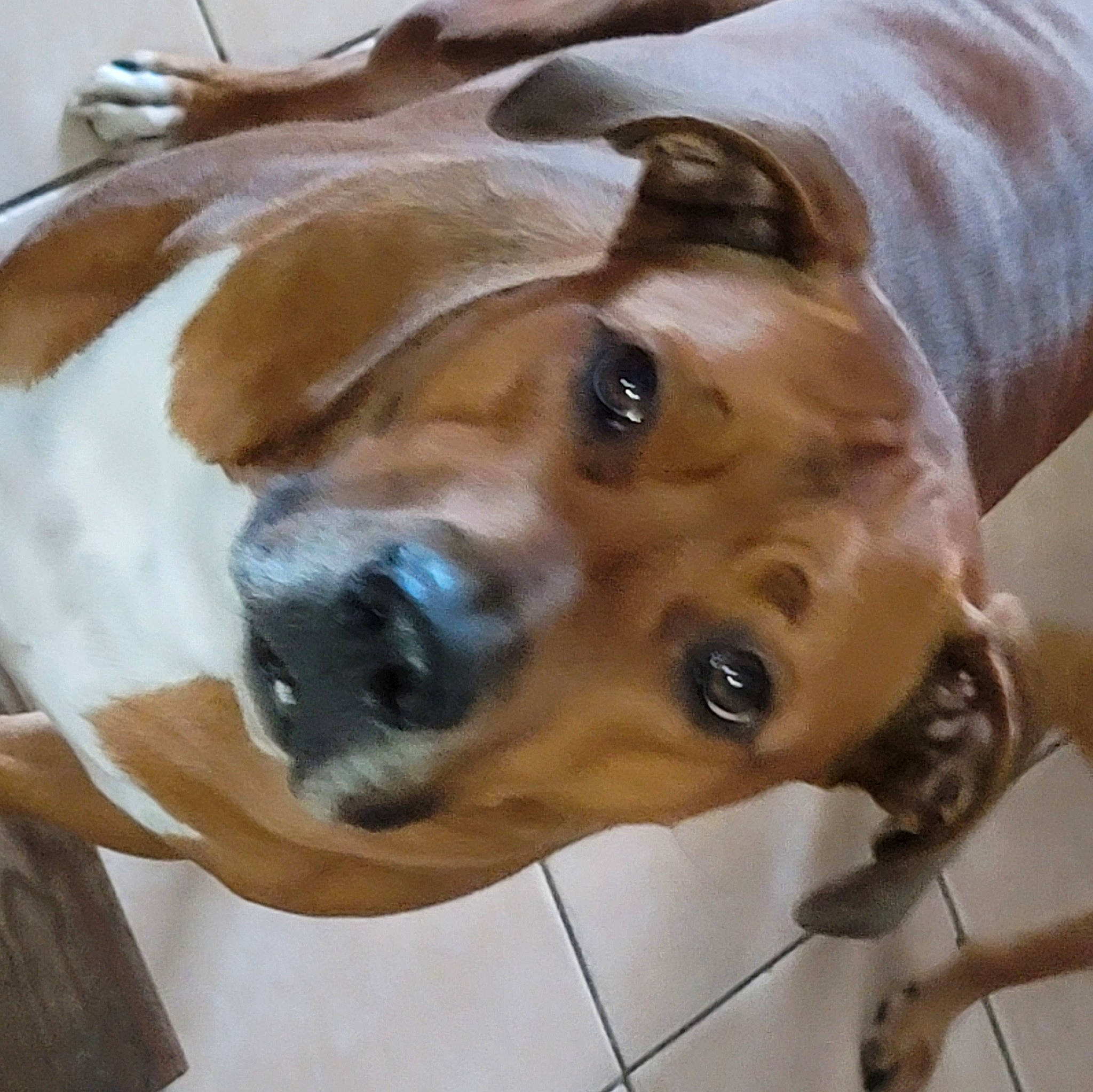 Dozer is registered to the contest to win money with this photo: art, canidae, carnivore, companion_dog, dog, dog_breed, fawn, fur, jaw, liver, metal, non_sporting_group, pet_supply, snout, sporting_group, terrestrial_animal, whiskers, wildlife, wood, working_animal