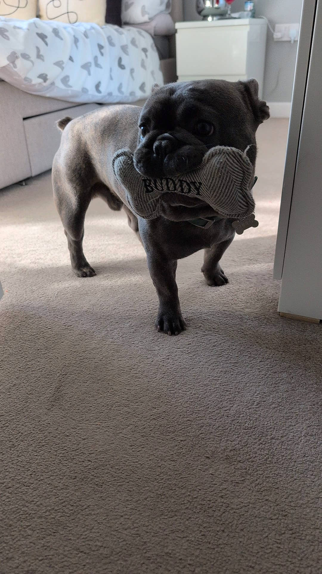 Buddy joined the competition — help win amazing prizes! animal, architecture, bostonbull, boxer, building, bulldog, canine, chair, dog, door, frenchbulldog, furniture, homedecor, indoors, livingroom, pet, pitbull, pug, puppy, room