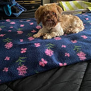 Tua joined the competition — help win amazing prizes! bed, bedroom, blanket, brown_dog, casual, comfort, cozy, curly_fur, cute, dog, dresser, floral_pattern, furniture, home, indoor, pet, resting, small_dog, tongue_out, towel