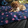 bed, bedroom, blanket, brown_dog, casual, comfort, cozy, curly_fur, cute, dog, dresser, floral_pattern, furniture, home, indoor, pet, resting, small_dog, tongue_out, towel