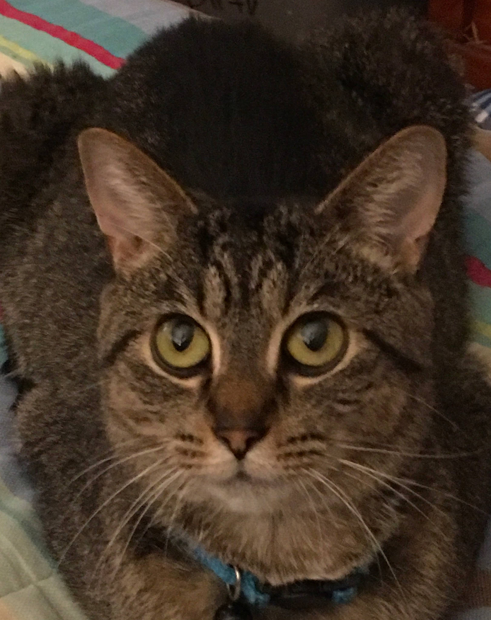 Iglet joined the competition — help win amazing prizes! art, box, carnivore, cat, domestic_short_haired_cat, felidae, fur, small_to_medium_sized_cats, snout, terrestrial_animal, whiskers, window