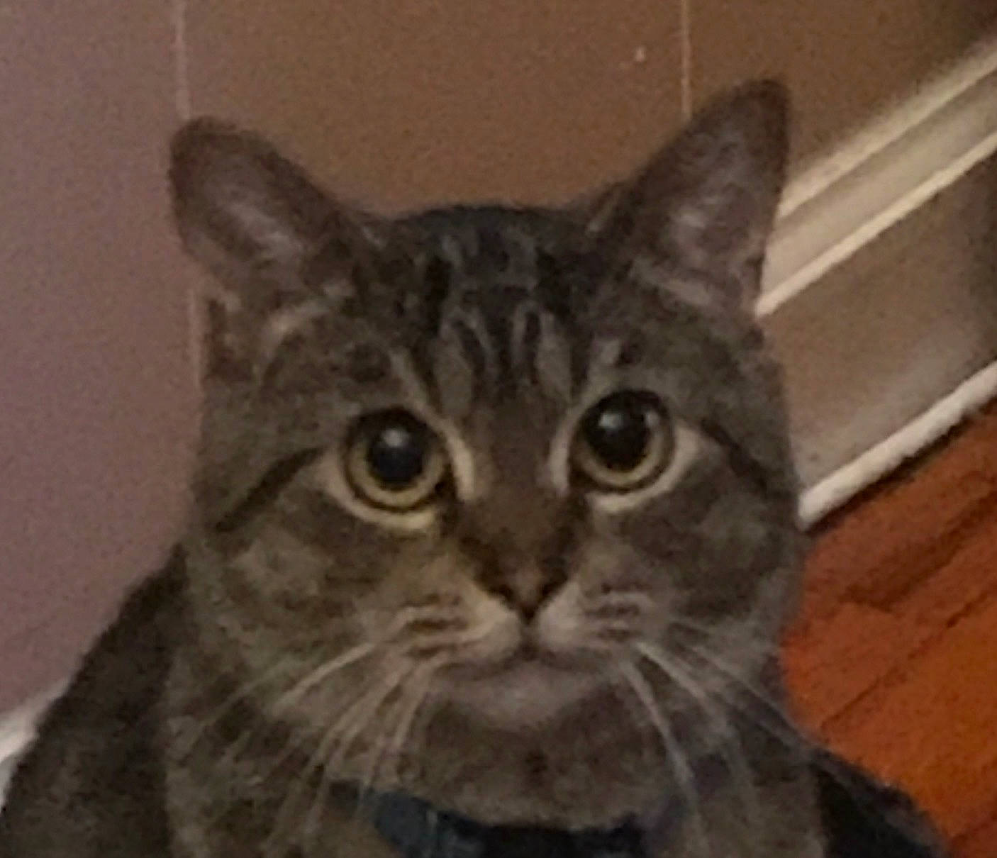 Iglet joined the competition — help win amazing prizes! box, carnivore, cat, domestic_short_haired_cat, felidae, fur, head, paw, small_to_medium_sized_cats, snout, terrestrial_animal, whiskers