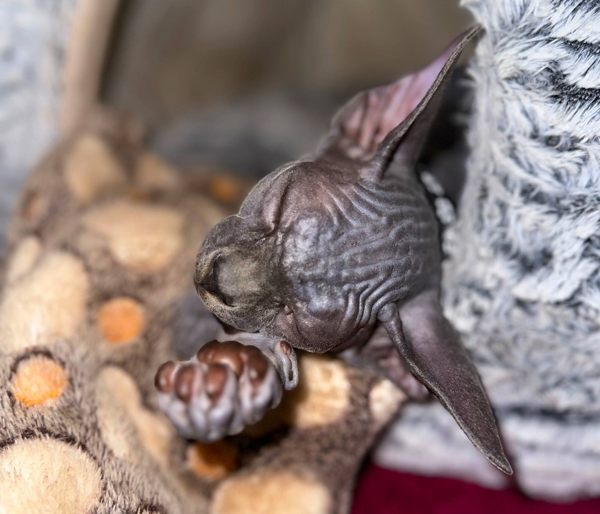 Toe Beans joined the competition — help win amazing prizes! art, close_up, collectable, fashion_accessory, fawn, foot, lawn_ornament, macro_photography, metal, plant, sculpture, snout, soil, statue, still_life_photography, terrestrial_animal, toy, wildlife, wood, wrinkle