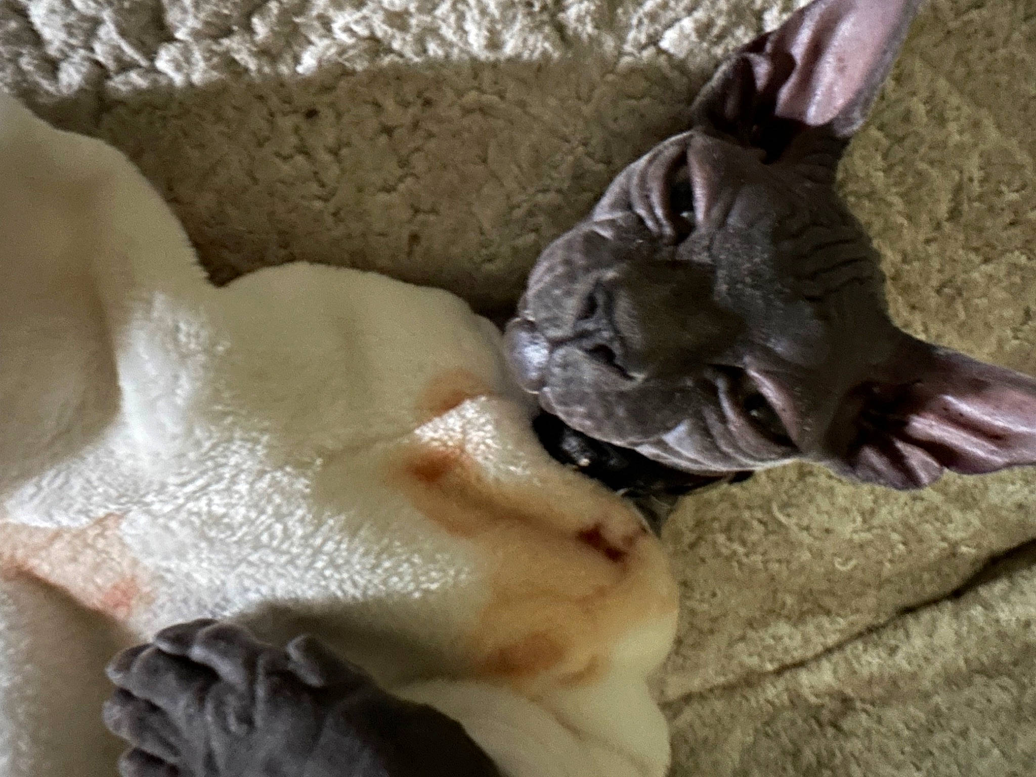 Toe Beans is registered to the contest to win money with this photo: art, carnivore, claw, comfort, dog_breed, domestic_short_haired_cat, fawn, felidae, fur, paw, petal, small_to_medium_sized_cats, tail, whiskers, wood