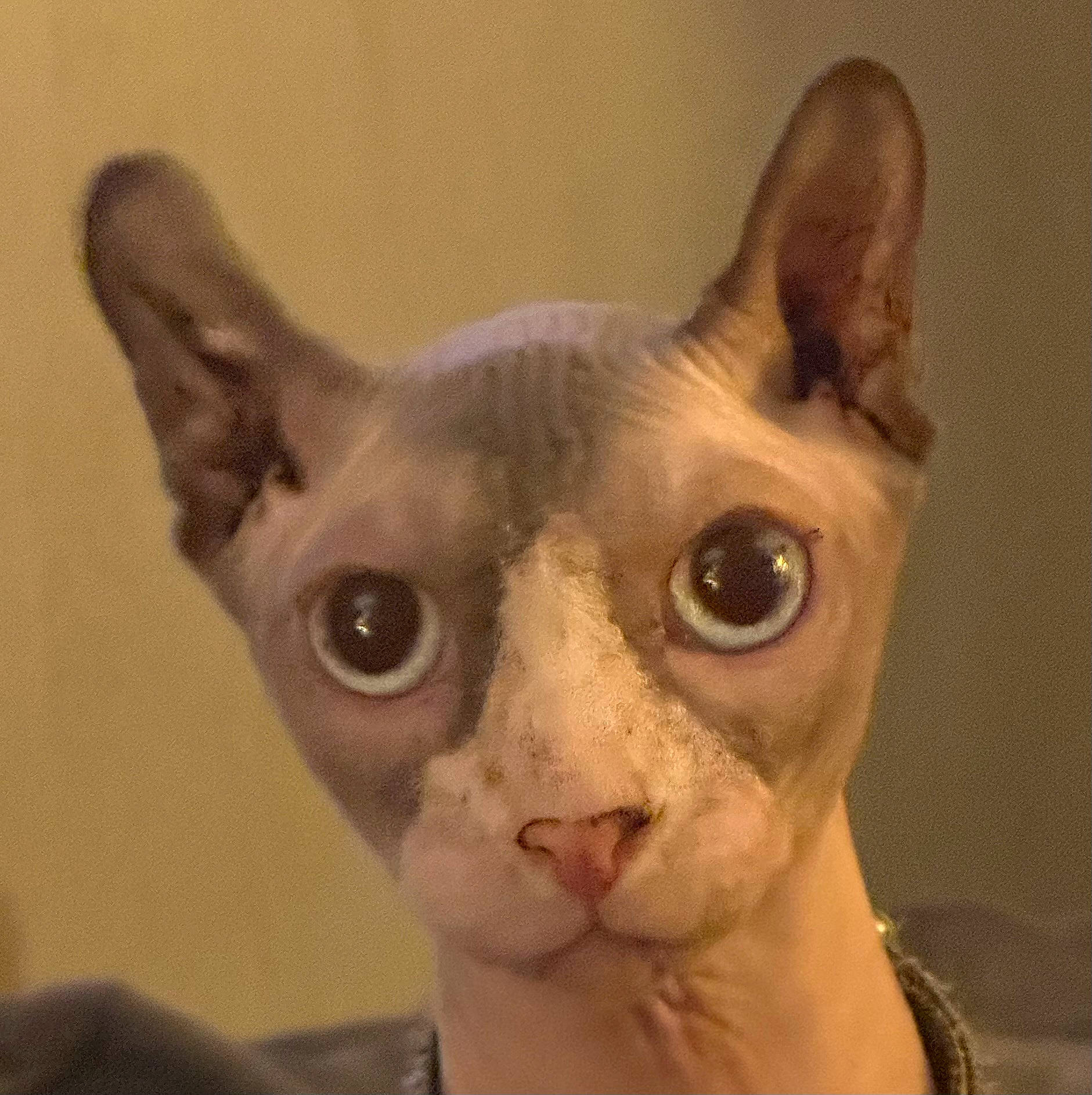 Chowder is registered to the contest to win money with this photo: carnivore, cat, close_up, donskoy, ear, eye, eyelash, fawn, felidae, fur, head, human_body, peterbald, rex_cat, small_to_medium_sized_cats, snout, sphynx, throat, ukrainian_levkoy, whiskers