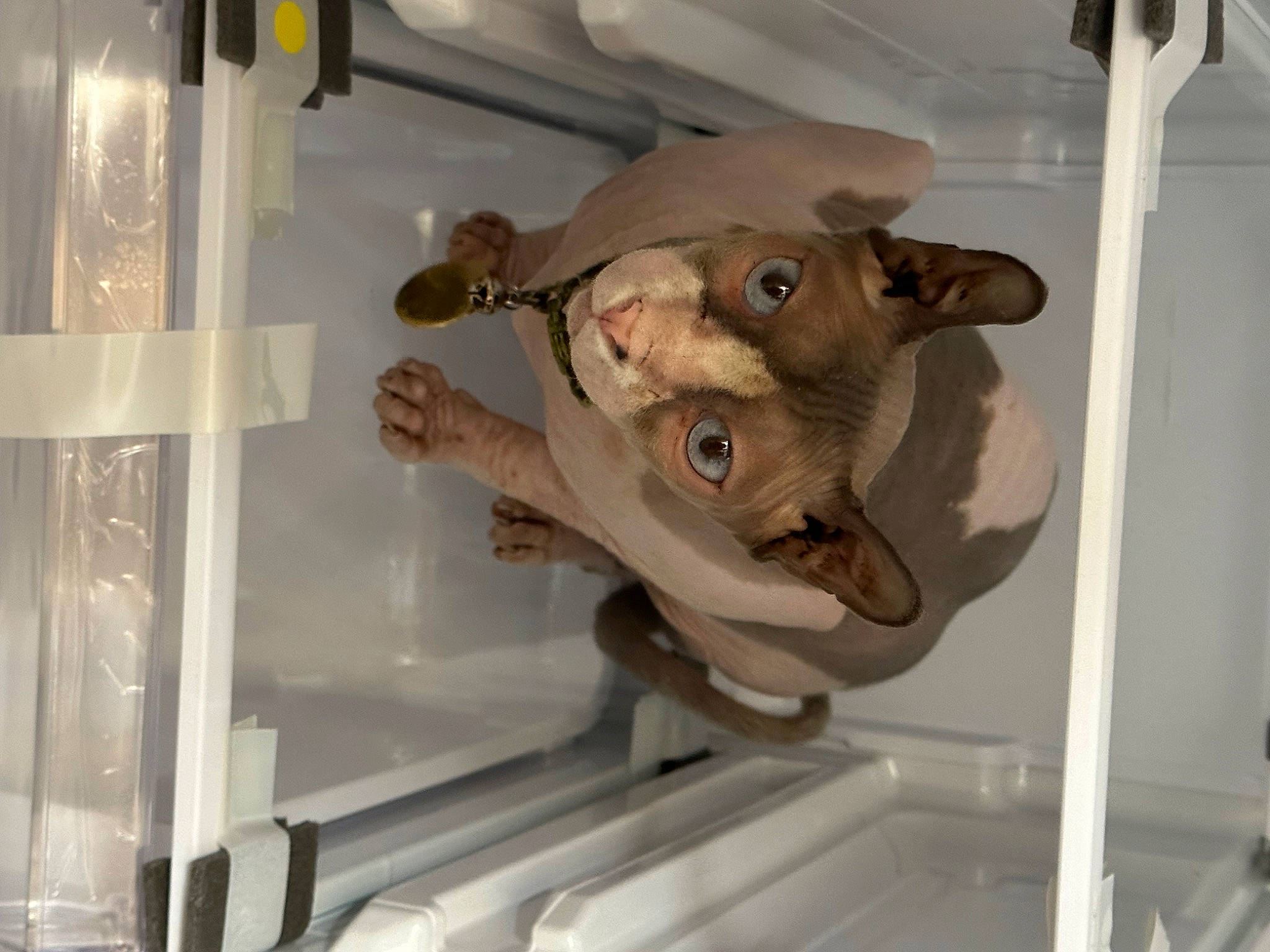 Chowder is registered to the contest to win money with this photo: canidae, ceiling, fawn, jaw, machine, room, snout, toy, working_animal