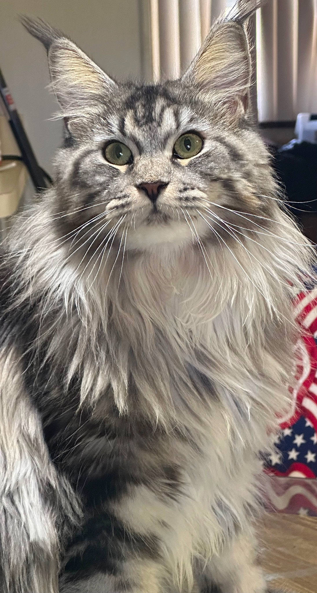 Baby Gurl is registered to the contest to win money with this photo: carnivore, cat, claw, event, felidae, fur, maine_coon, photography, small_to_medium_sized_cats, snout, tire, wheel, whiskers