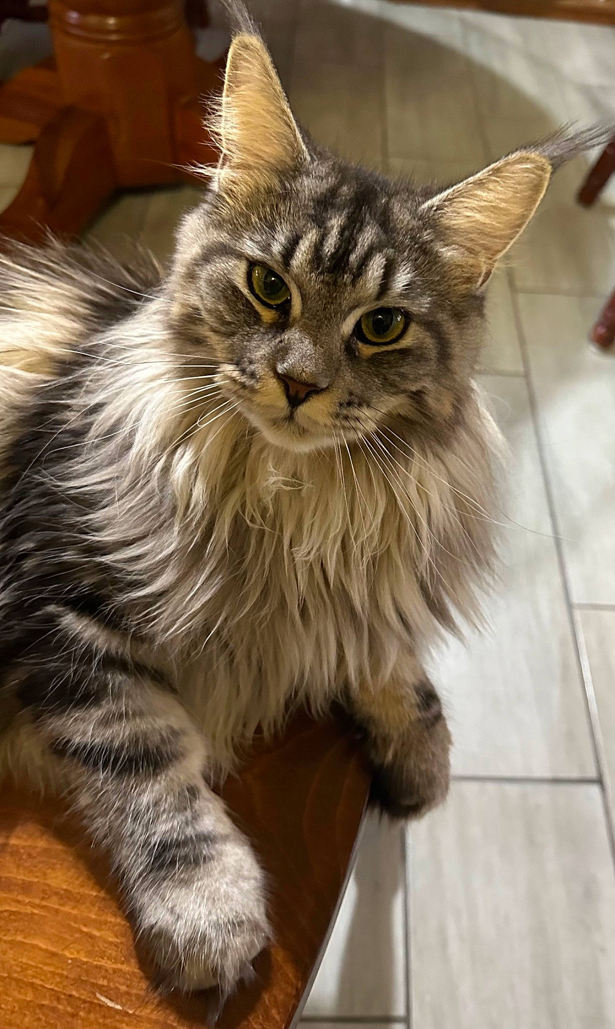 Baby Gurl joined the competition — help win amazing prizes! carnivore, cat, claw, domestic_short_haired_cat, felidae, fur, maine_coon, paw, small_to_medium_sized_cats, snout, tail, terrestrial_animal, tile_flooring, whiskers