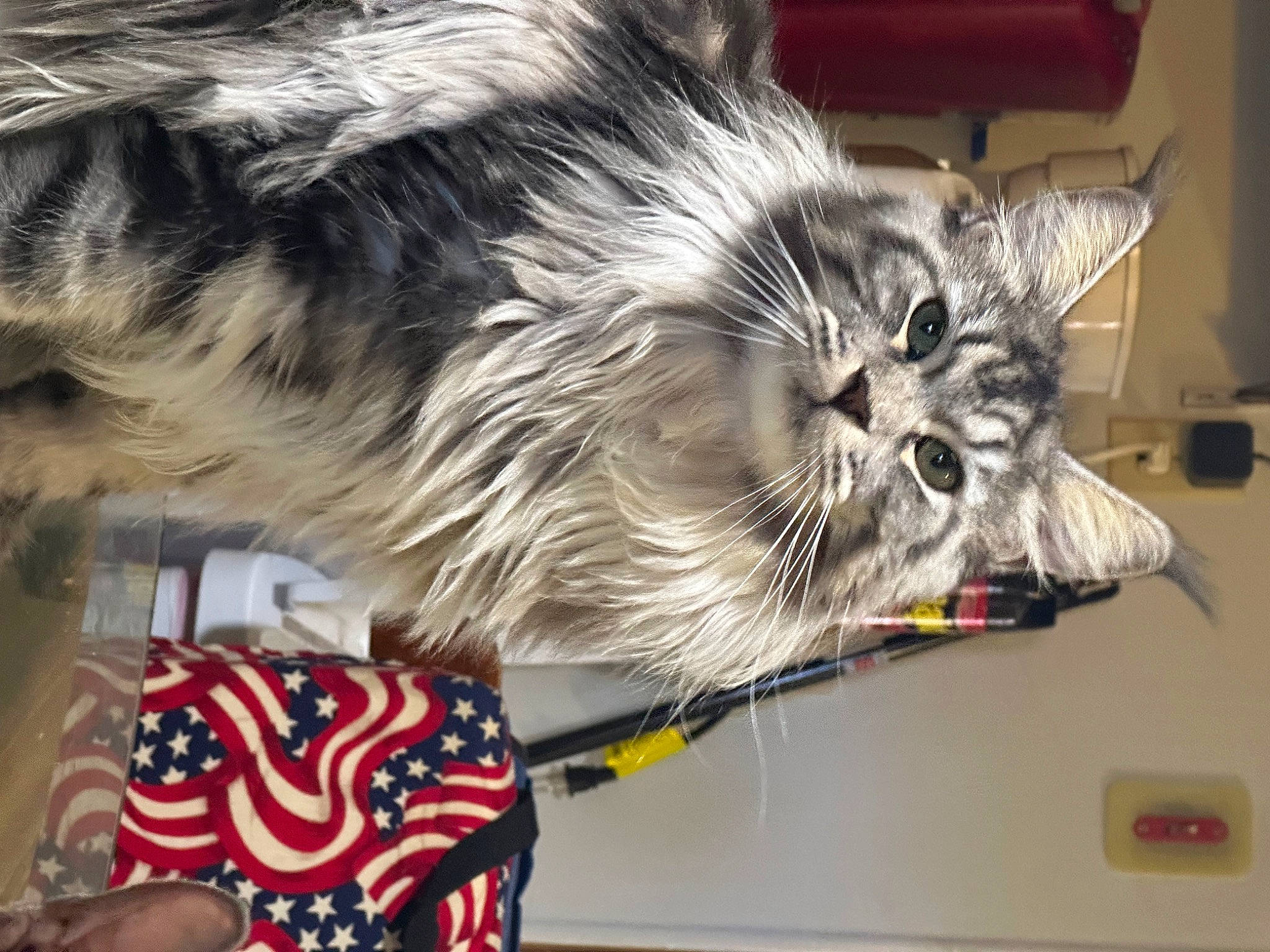 Baby Gurl is registered to the contest to win money with this photo: carnivore, cat, claw, domestic_short_haired_cat, event, felidae, fur, holiday, paw, small_to_medium_sized_cats, snout, tail, terrestrial_animal, whiskers