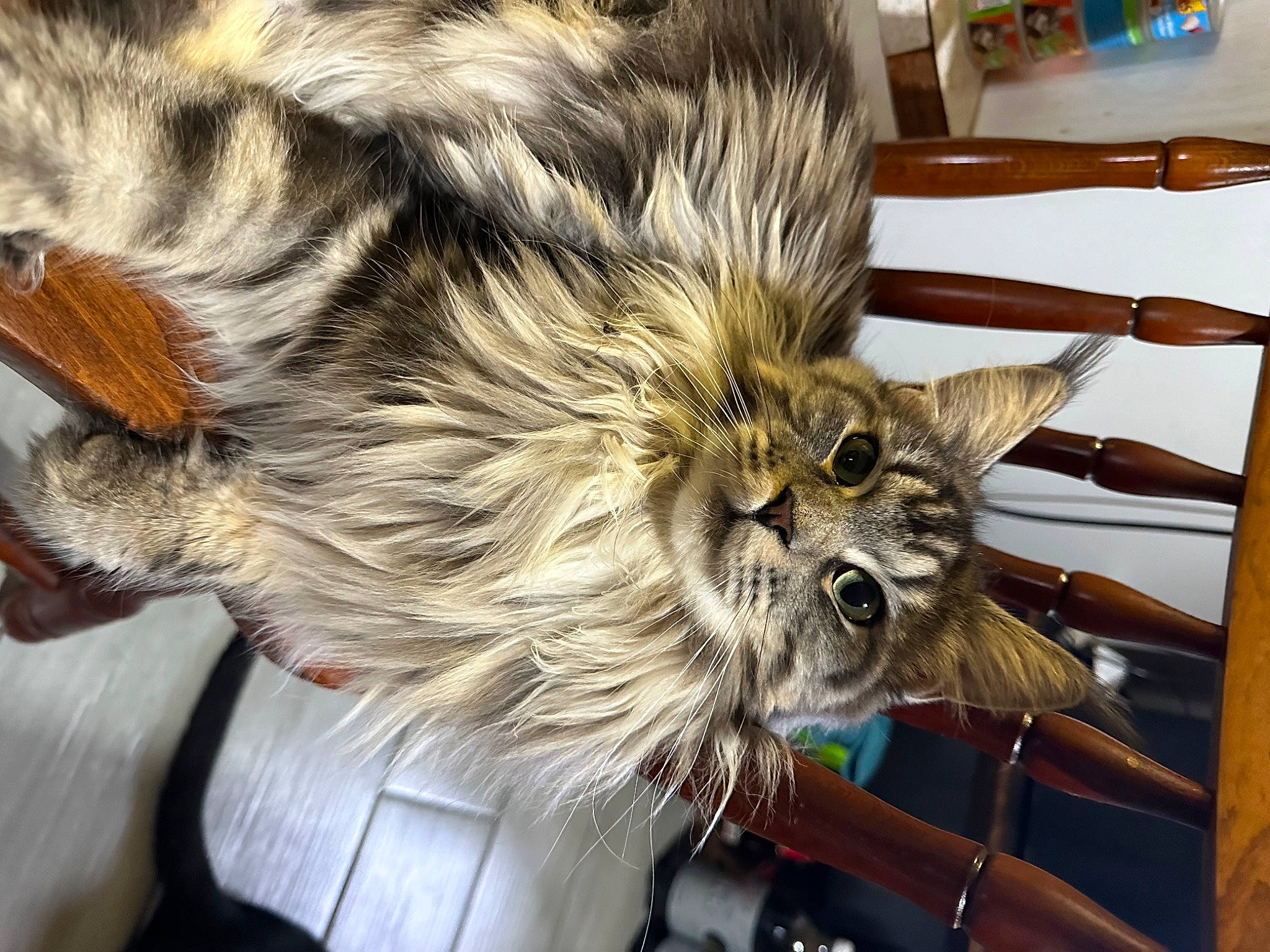 Baby Gurl is registered to the contest to win money with this photo: canidae, carnivore, claw, companion_dog, dog_breed, fashion_accessory, feather, felidae, fur, hair, liver, small_to_medium_sized_cats, snout, tail, terrestrial_animal, toy_dog, whiskers, wildlife